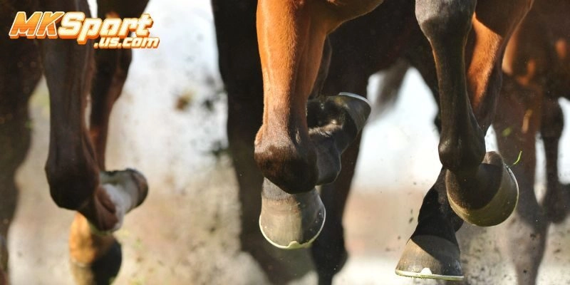 Luật chơi đua ngựa online tại Mksport