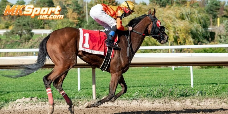 Hướng Dẫn Tham Gia Và Chơi Đua Ngựa Online Tại Mksport